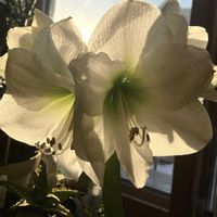 アマリリス,アマリリス,球根植物,白い花,癒しの画像