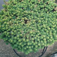 パリダム,パリダム,ホワイトパール,ホワイトパール,多肉植物の画像