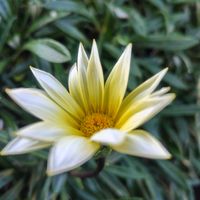 ガザニア,ヒメツルソバ,ヤブチョロギ,花のある暮らし,ご近所さんの画像