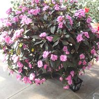 インパチェンス,温室,七北田公園ホールの画像