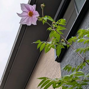 皇帝ダリア,おうち園芸,温泉県大分♨️,チーム大分,小さな庭の画像