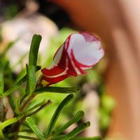 オキザリス,オキザリス,山茶花の画像