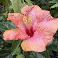 ネメシア,ハイビスカス,ブルーエルフ,グリーンアイス,ウラナミシジミの画像