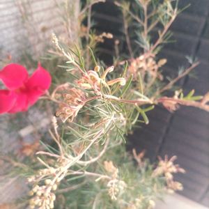 グレビレアセンパフローレンス,お気に入り,冬越し,放置栽培,サンパラソル♡の画像