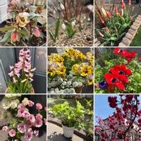 アジュガ,アネモネ,ギボウシ,クリスマスローズ,スズランの画像