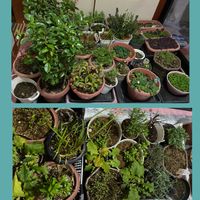 オキザリス,花のある暮らし,お花大好き♡,冬囲い。,がんに負けるな！の画像