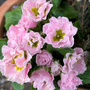 バラ咲きプリムラジュリアン,おうち園芸,温泉県大分♨️,チーム大分,小さな庭の画像