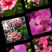 カランコエ,スノーフレーク,ホワイトバニー,ピンクキャンディ,癒しの画像