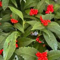 センリョウ,千両,草珊瑚,センリョウ科,センリョウ属の画像