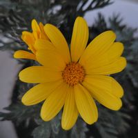 ユリオプスデージー,ミニバラ,ミニ薔薇♡,ビデンス ゴールデンエンパイア,ビタミンカラーの画像