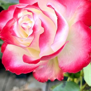 ジュビレデュ・プリンス・ドゥ・モナコ,スマホ撮影,ベテラン乙女倶楽部,花友さんに感謝♡,2025庭を彩るバラの画像