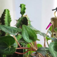 クリスマスローズ,マカレンシス,ユーフォルビア フロステッド フレーム,多肉植物,ユーフォルビアの画像