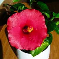 部屋,窓辺の画像