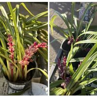 ヤブラン,藪蘭,吉祥草,吉祥草,キチジョウソウの画像