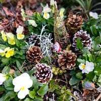 花のある暮らし,平和を願う,しぞーか勢,おうち園芸,武器ではなく花をの画像