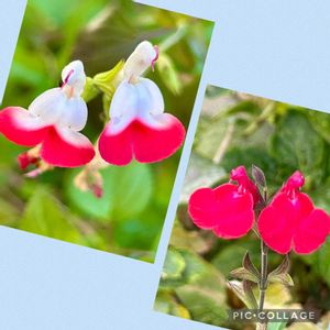 散歩道,多肉初心者,庭の花,ご近所さん,薔薇　初心者の画像