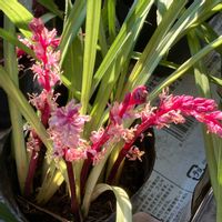 吉祥草,キチジョウソウ(吉祥草),ショッピング,鹿沼市,花販売コーナーの画像