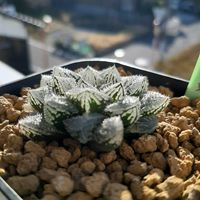 ハオルチア,ハオルシア,魔剣,魔剣,多肉植物の画像