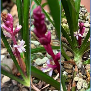 吉祥草,キチジョウソウ,小さな庭の画像