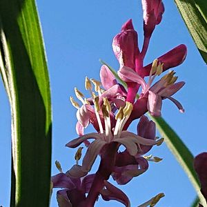 キチジョウソウ,キチジョウソウ(吉祥草),山野草,今日のお花,小さな庭の画像