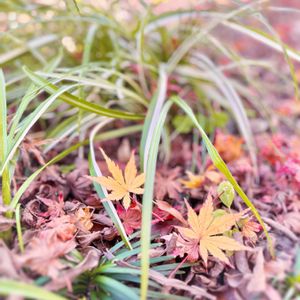 モミジ,キチジョウソウ,キチジョウソウ(吉祥草),ガーデニング,山野草の画像