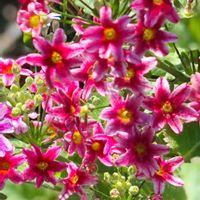 プリムラ,花のある暮らし,チーム愛知,GSアダルトチーム,日曜ビタミンカラー♪の画像