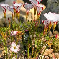 オキザリス,オキザリス・バーシカラー,バーシーカラー,季節の花,咲くやこの花館の画像