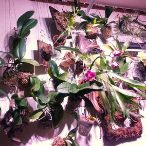 セッコク,デンドロビウム,胡蝶蘭,ビカクシダ,石斛　翠紅の画像