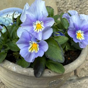 プティシャトン アクアリップル,我が家の紅葉,私のお庭,パンビオ,千葉県北西部の画像