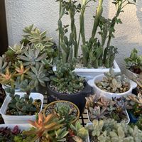 七宝樹,多肉植物いろいろ,多肉寄せ植え,多肉初心者,多肉ちゃんの画像