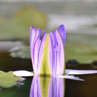 熱帯スイレン,熱帯スイレン,熱帯スイレン,素敵な出会いに感謝,胸キュンの画像