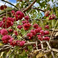 マユミ,マユミ・実,岐阜県,多肉男子,岐阜の画像