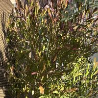 ドドナエア,癒し,花のある暮らし,植物のある暮らし,今日のお花の画像