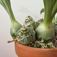 カタセタム,クロウェシア ジャンボグレース×グレースダン,リビング,クロウェシア,タケノコ蘭の画像