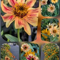 キク,キク,ジニア,ジニア,ナンテンの画像