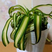 オリヅルラン ボニー,オリヅルラン ボニー,モクビヤッコウ,ザミオクルカス  レイヴン,メキシカンブッシュ・セージの画像