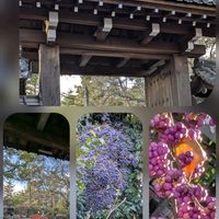 コムラサキ,バラ,バラ,ランタナ,ビオラの画像