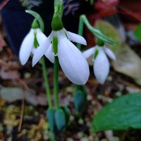 スノードロップの画像