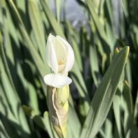 日本水仙,水仙 ペーパーホワイト,ドライフラワー にする。の画像