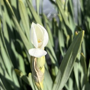 日本水仙,水仙 ペーパーホワイト,ドライフラワー にする。の画像