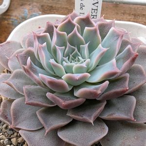 エケベリア,ヒアリナ,ヒアリナ　サンルイスデ　ラパス,多肉植物,多肉棚の画像