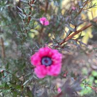 ギョリュウバイ,元気もらえる,お花のある暮らし,笑って咲く花の画像