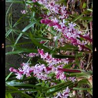 アイビーゼラニウム,キチジョウソウ,モミジバゼラニウム,雨の日曜日,今日のお花の画像
