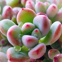 コミックトム,M's Succulent Memories,多肉植物,Love & Peace,幸せの多肉の画像