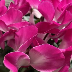 シクラメン,シクラメン,癒される,瑞々しい,鮮やかな色の画像