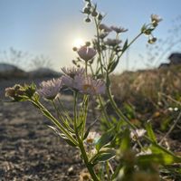 ヒメジョオン,ヒメジョオン,朝のウォーキング,うどん県人会,黒ニャンコ隊の画像