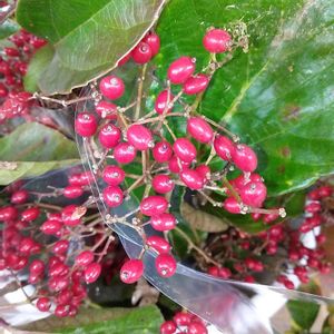 レモン,果物,一輪挿し,収穫,生け花の画像