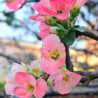 寒木瓜,寒木瓜,花のある暮らし,お散歩道の画像