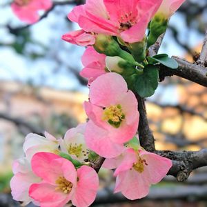 寒木瓜,寒木瓜,花のある暮らし,お散歩道の画像