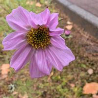 コスモス,秋桜,畑の画像